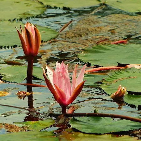 Phoenix House Hévíz