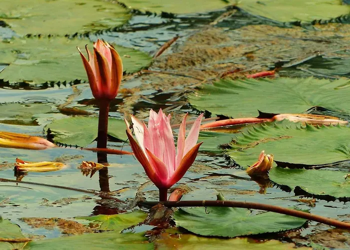 Phoenix House Hévíz